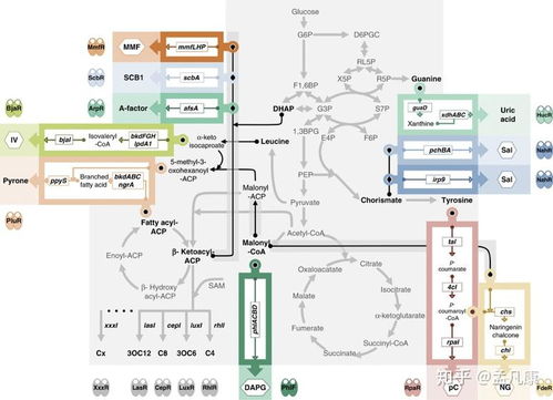 2020年合成生物學(xué)進(jìn)展回顧 技術(shù)升級(jí)驅(qū)動(dòng)領(lǐng)域跨越，通信系統(tǒng)集成帶來(lái)全新視野